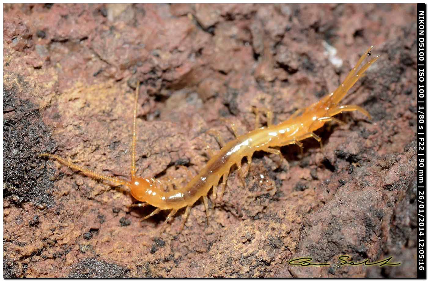 Lithobiidae? Lithobius cfr microporus